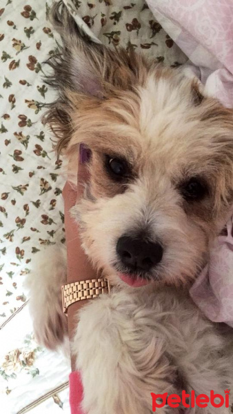 Maltese, Köpek  mayli fotoğrafı