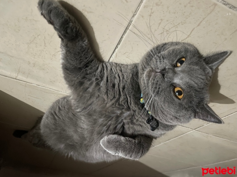 British Shorthair, Kedi  Mırmır Efe fotoğrafı