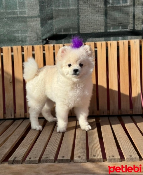 Pomeranyalı, Köpek  kral fotoğrafı