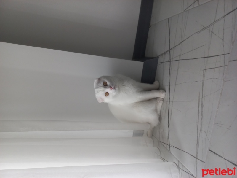 Scottish Fold, Kedi  Pamuk fotoğrafı