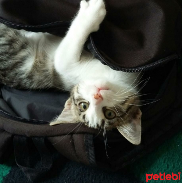 Tekir Kedi, Kedi  messi fotoğrafı
