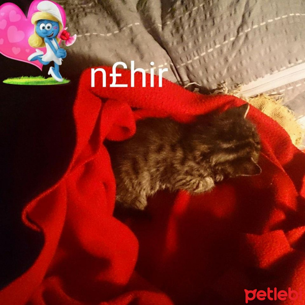 Tekir Kedi, Kedi  messi fotoğrafı
