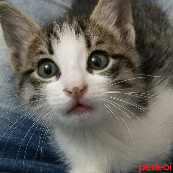 Tekir Kedi, Kedi  messi fotoğrafı