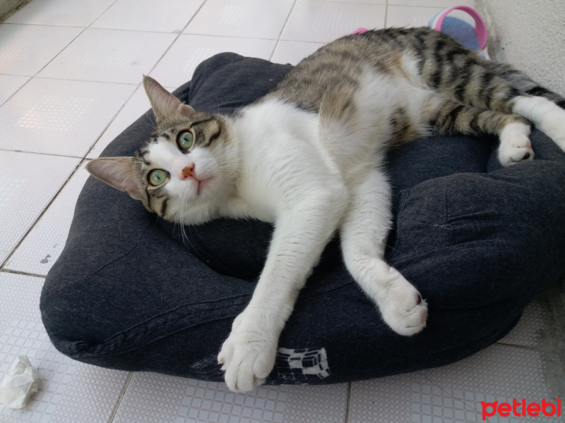Tekir Kedi, Kedi  messi fotoğrafı