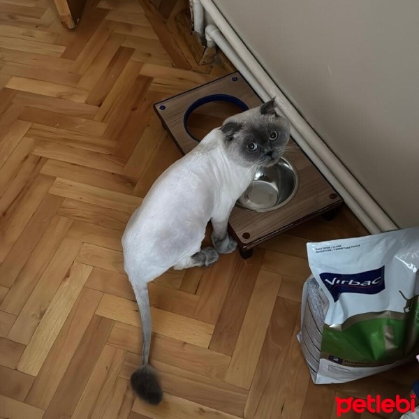 Scottish Fold, Kedi  SİMBA fotoğrafı