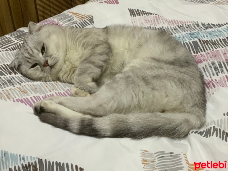 Scottish Fold, Kedi  Luca fotoğrafı