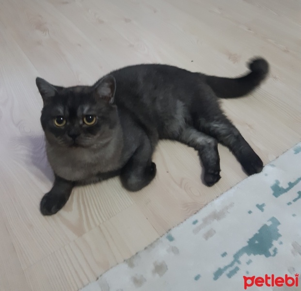 British Shorthair, Kedi  Lucky fotoğrafı