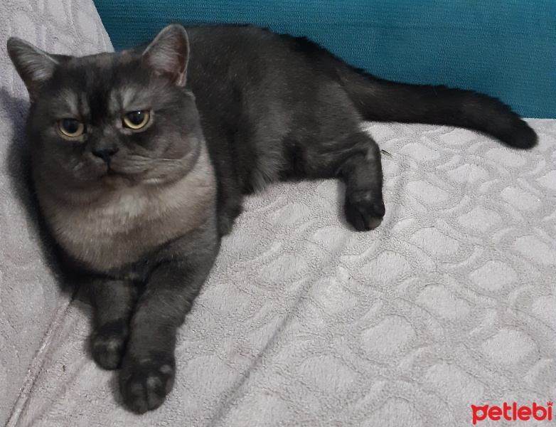 British Shorthair, Kedi  Lucky fotoğrafı