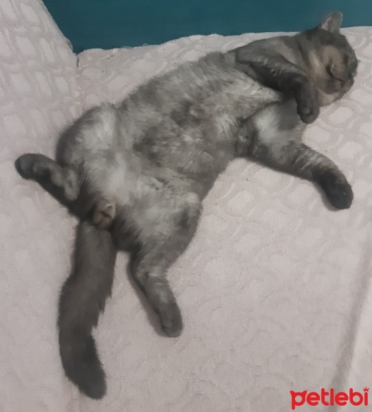 British Shorthair, Kedi  Lucky fotoğrafı