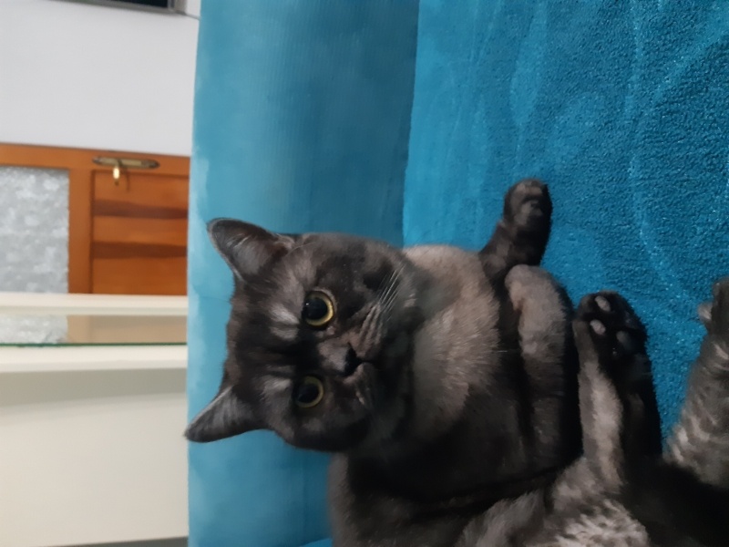British Shorthair, Kedi  Lucky fotoğrafı