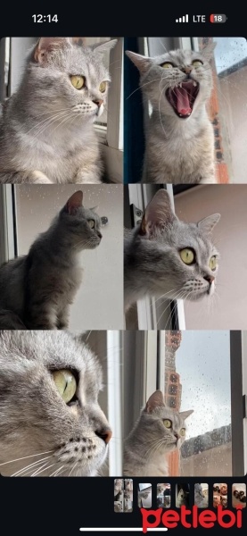 Scottish Fold, Kedi  Misha fotoğrafı