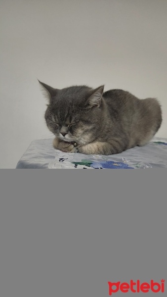 British Shorthair, Kedi  Lady fotoğrafı