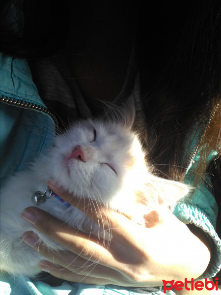 Ankara Kedisi, Kedi  Pamuk fotoğrafı