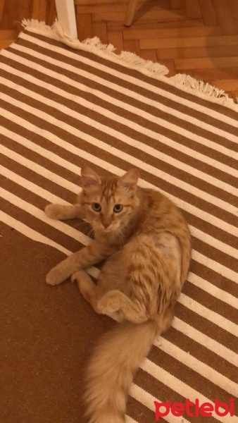 Sarman, Kedi  Turta fotoğrafı