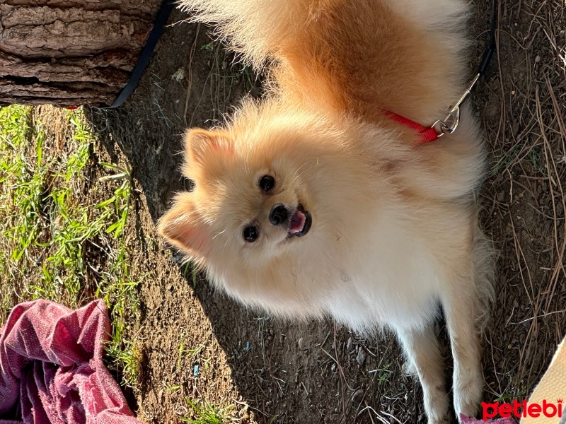Pomeranyalı, Köpek  Lina fotoğrafı