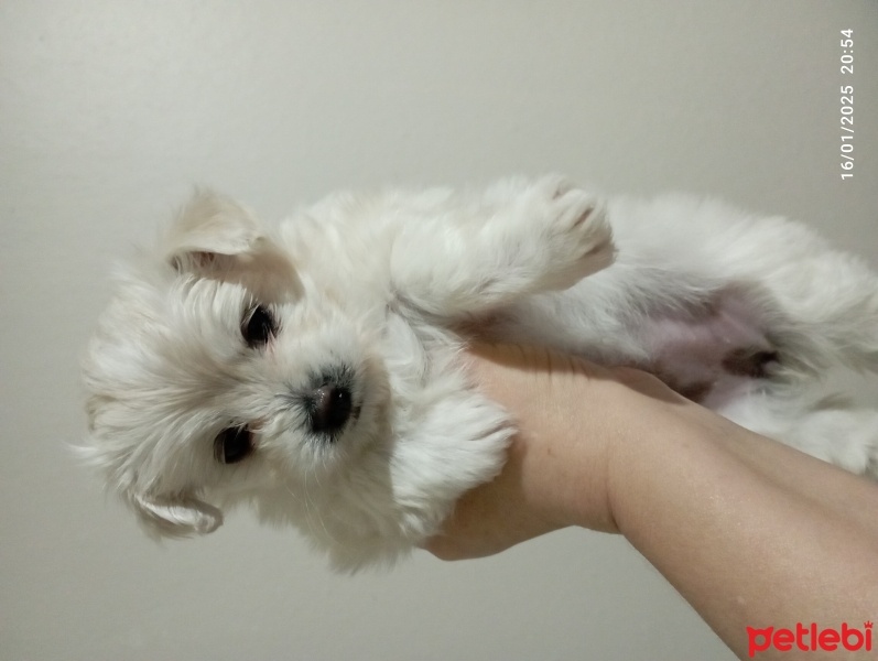 Maltese, Köpek  Şeker.firari fotoğrafı