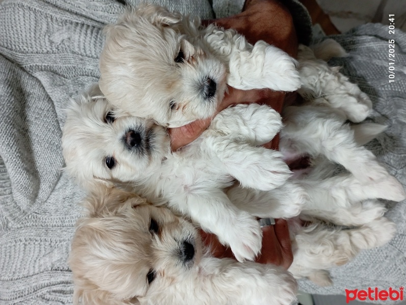 Maltese, Köpek  Şeker.firari fotoğrafı