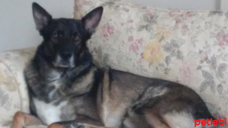 Belçika Malinois, Köpek  PARS fotoğrafı