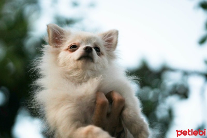 Pomeranyalı, Köpek  Küçük fotoğrafı