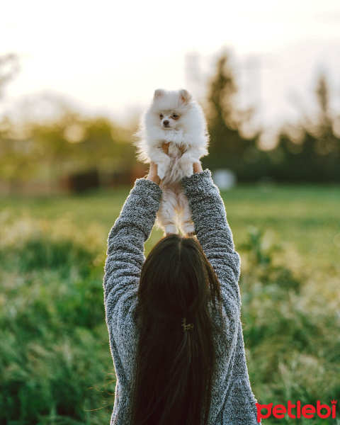 Pomeranyalı, Köpek  Küçük fotoğrafı