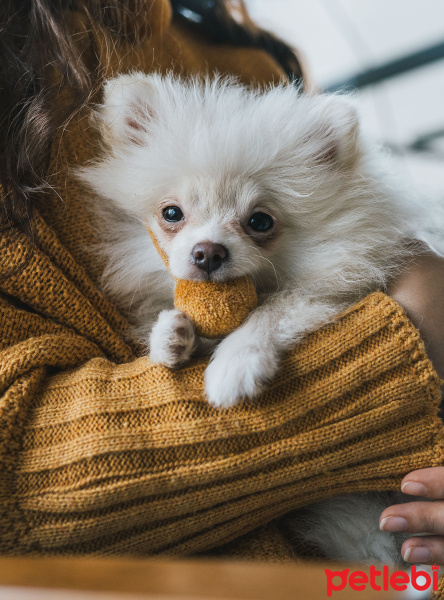 Pomeranyalı, Köpek  Küçük fotoğrafı