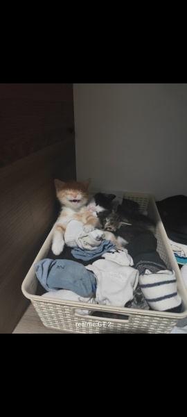 Tekir Kedi, Kedi  Hera fotoğrafı