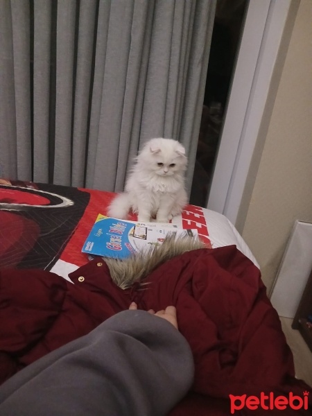 Scottish Fold, Kedi  Lucy fotoğrafı