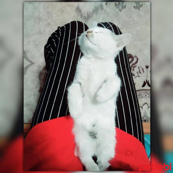 Tekir Kedi, Kedi  Çakıl fotoğrafı