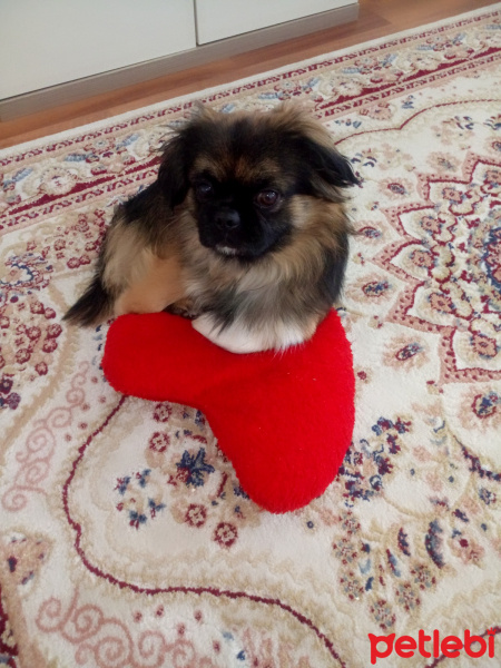 Pekingese, Köpek  Fino fotoğrafı