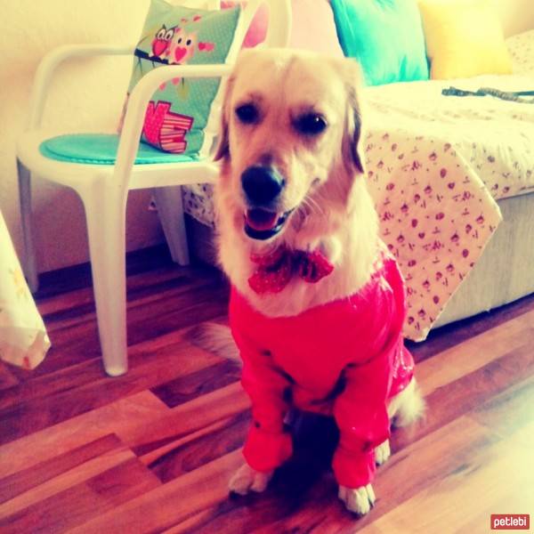 Golden Retriever, Köpek  Rita fotoğrafı