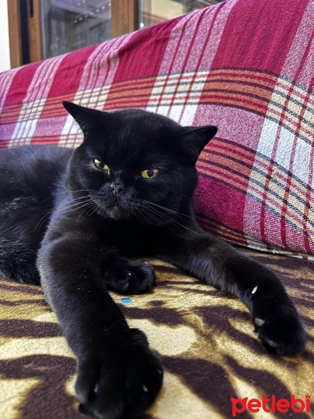 British Shorthair, Kedi  Kubilay fotoğrafı