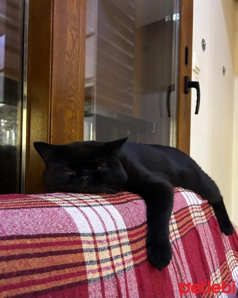 British Shorthair, Kedi  Kubilay fotoğrafı