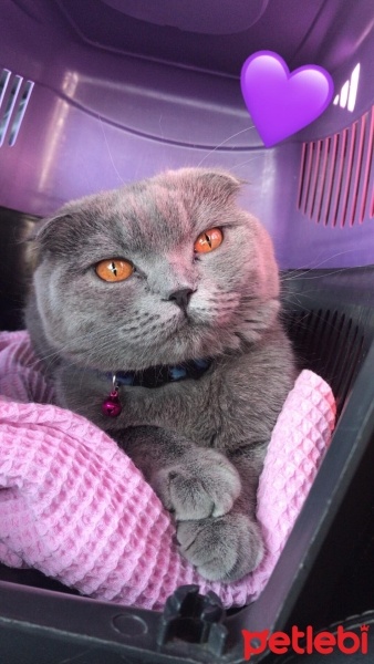 Scottish Fold, Kedi  Naevia fotoğrafı