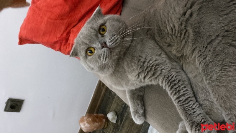 Scottish Fold, Kedi  Fındık fotoğrafı