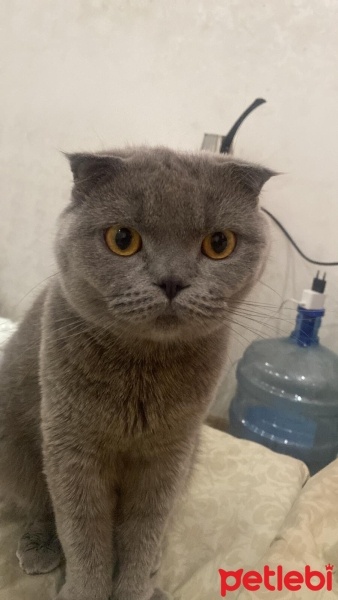 Scottish Fold, Kedi  Fıstık fotoğrafı
