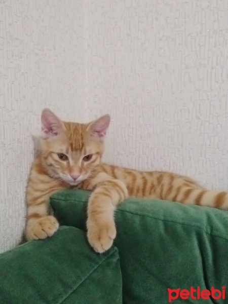 Tekir Kedi, Kedi  Tarçın fotoğrafı