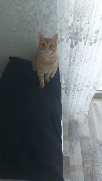 Sarman, Kedi  Tarçın fotoğrafı