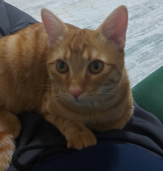 Sarman, Kedi  Tarçın fotoğrafı