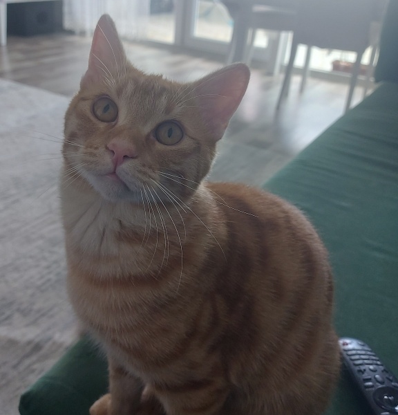 Sarman, Kedi  Tarçın fotoğrafı