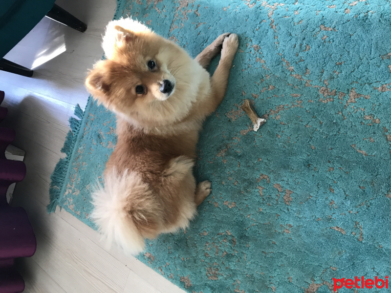 Pomeranyalı, Köpek  Ati fotoğrafı