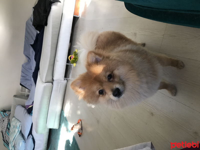 Pomeranyalı, Köpek  Ati fotoğrafı
