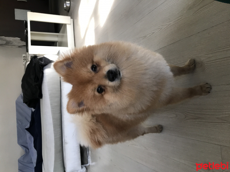Pomeranyalı, Köpek  Ati fotoğrafı