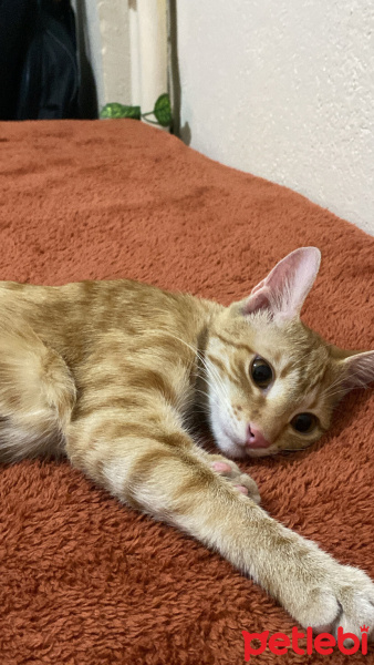 Sarman, Kedi  Tarçın fotoğrafı