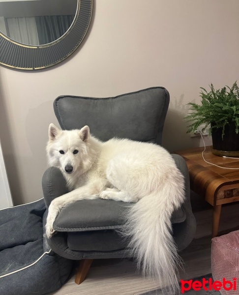 Samoyed, Köpek  Leo fotoğrafı