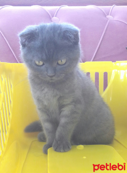Scottish Fold, Kedi  Minnak fotoğrafı
