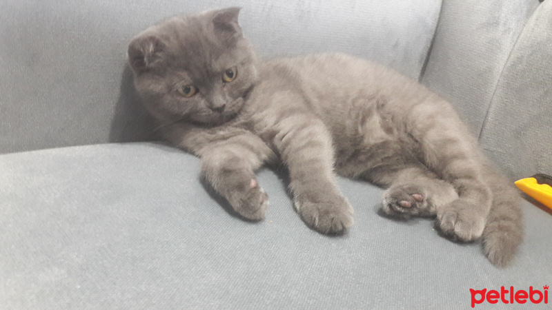 Scottish Fold, Kedi  Minnak fotoğrafı