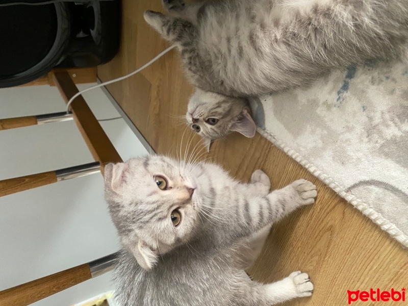 British Shorthair, Kedi  Mırmır fotoğrafı