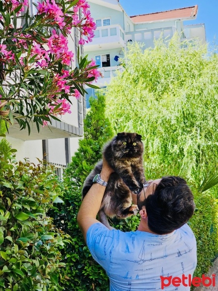 Scottish Fold, Kedi  natasa fotoğrafı