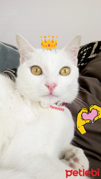 Ankara Kedisi, Kedi  Prenses  fotoğrafı