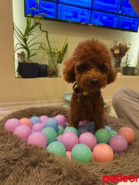 Poodle (Minyatür Kaniş), Köpek  Kaju fotoğrafı